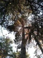 Tala y poda en altura de árboles JAÉN