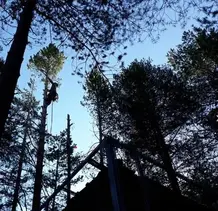 TALA Y PODA EN ALTURA DE ÁRBOLES  Lugo