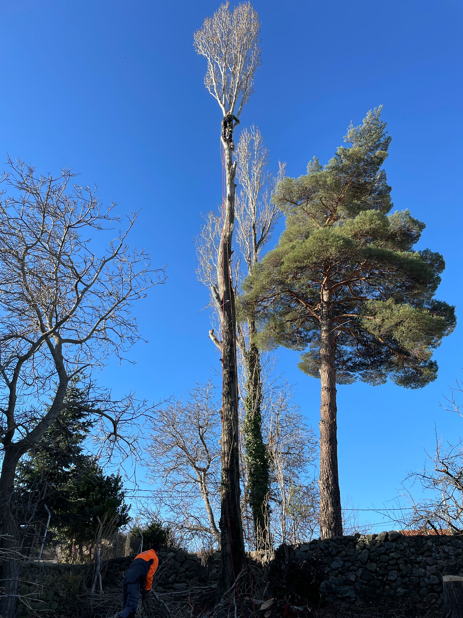 Podas y talas de árboles en altura Lugo